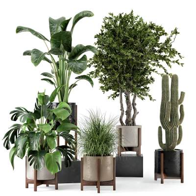 室内植物盆栽
